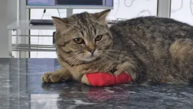 Düzce'den 420,3 ton kedi köpek maması ihraç edildi