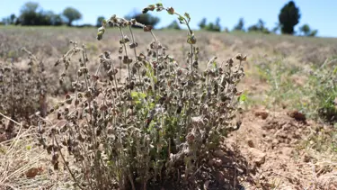 'Dünyanın kekik ambarı'nı zirai don vurdu