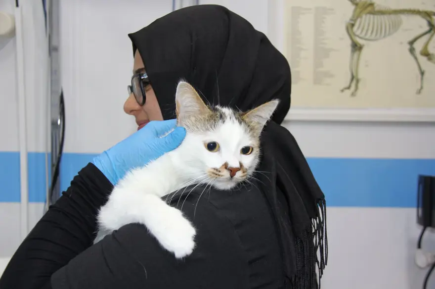 Bursa'dan Sivas'a taşınan Paşa depresyona girdi 2