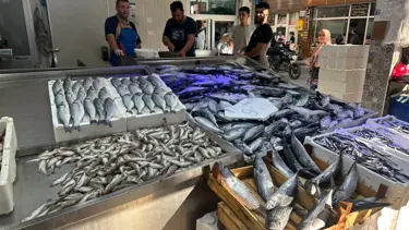 Karadeniz'de palamut bolluğu: Tanesi 80 liraya düştü
