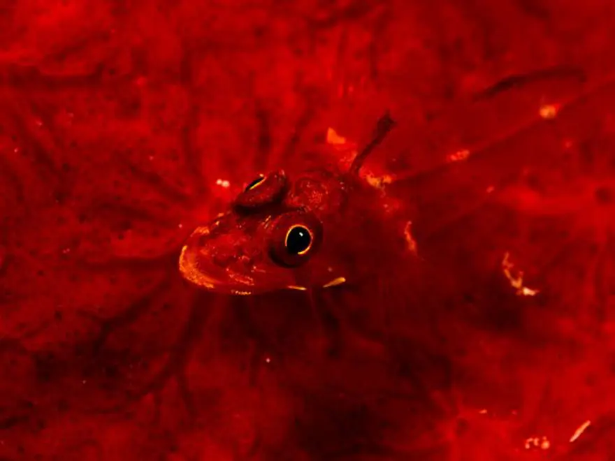 Kırmızı yaşamak 14