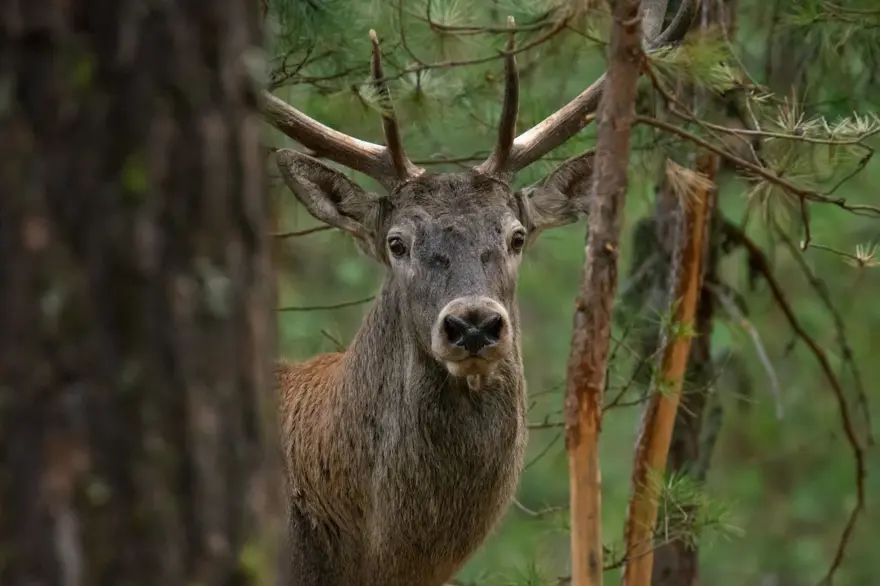 25 gün boyunca kamp kurup kızıl geyiklerin peşinde koştu 4 25 gün boyunca kamp kurup kızıl geyiklerin peşinde koştu 4