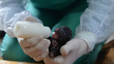 Mersin'de bir köpek sezaryenla 16 yavru doğurdu