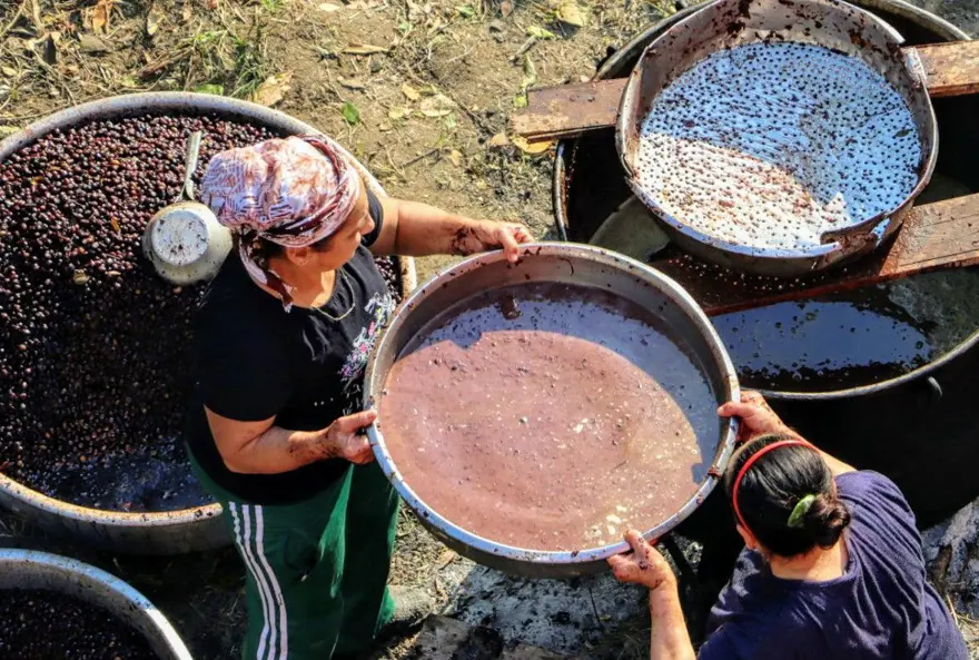 Binbir zahmetle yapılıyor, litresi 100 TL'ye satılıyor: Defne yağı 