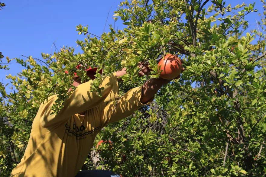 Bu narların tanesi 1,5 kilo 9 Bu narların tanesi 1,5 kilo 9