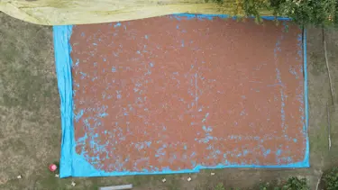 Fındık üreticilerinin harman mesaisi