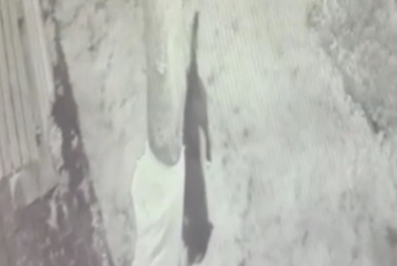 İstanbul'da polise pitbull saldırısı