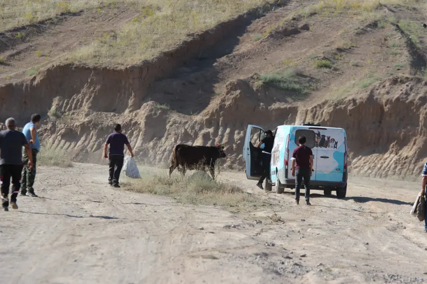 Kaçan dana ortalığı birbirine kattı: Gel kurban olduğum 15