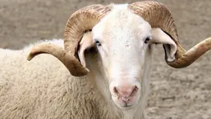 Kurban Bayramı'nda sokağa çıkma yasağı uygulanacak mı? (2020 Kurban bayramı ne zaman?)