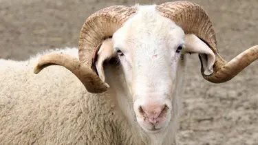 Kurban Bayramı'nda sokağa çıkma yasağı uygulanacak mı? (2020 Kurban bayramı ne zaman?)
