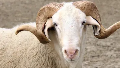 Sivas'ta "şarbon" şüphesi