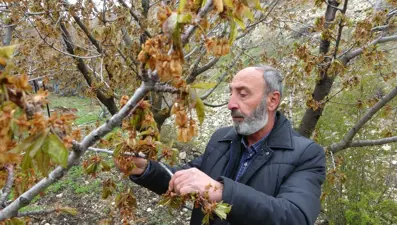 Üreticiler ciddi kayıp yaşıyor: Zirai don albastı kirazını da vurdu