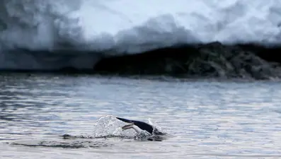Antarktika'daki buzullar için yeni keşif: "Aniden tersine döndü"