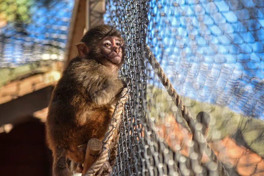 Koli içinde bulunmuştu: "Fıstık"a Antalya havası yaradı 3