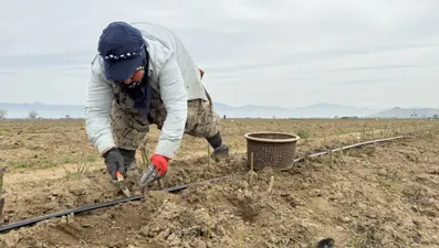 3 yıl önce başladığı kuşkonmaz üretiminde yurt dışına açılmayı hedefliyor