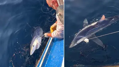 Balıkçıların oltasına dev köpek balığı takıldı