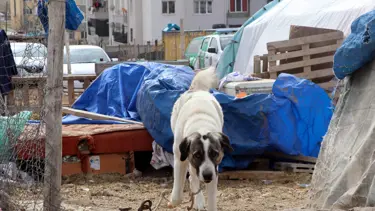 Kayseri’de köpeğin saldırdığı çocuk ağır yaralandı