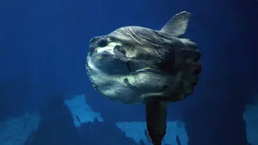 Saros’ta 700 kiloluk ‘Ay Balığı’ sürprizi