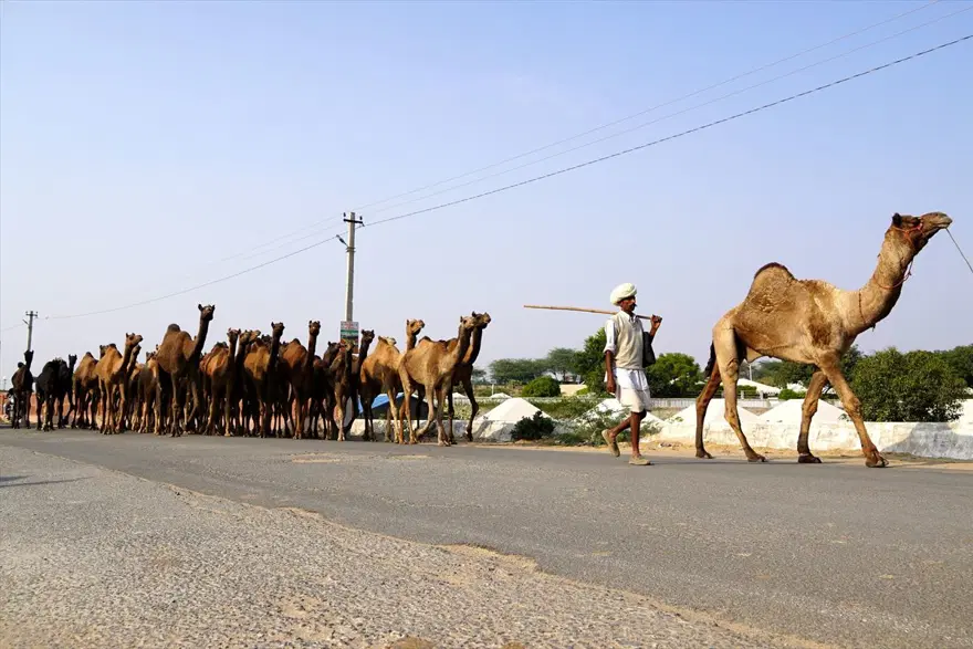 Hindistan'da Pushkar Deve Fuarı 15