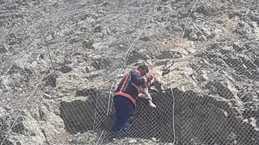 Malatya'da koruma ağlarına takılan yabani keçiler kurtarıldı
