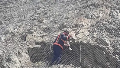 Malatya'da koruma ağlarına takılan yabani keçiler kurtarıldı