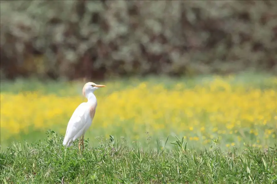 Haftanın fotoğrafları (3-9 Haziran 2018 haftası) 10