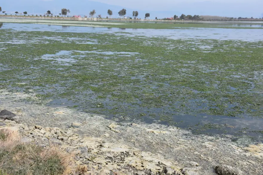 Çakalburnu Lagünü için kritik deniz marulu uyarısı: Son 2 yıldır marullar hiç kalkmadı 5 Çakalburnu Lagünü için kritik deniz marulu uyarısı: Son 2 yıldır marullar hiç kalkmadı 5