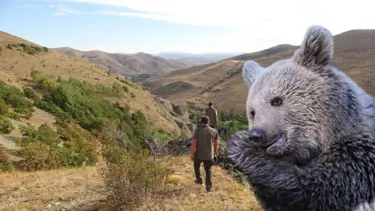 Annesini kaybeden yavru ayı köyü alarma geçirdi