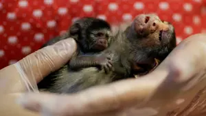 Amazonormanlarındaki yangınların acı fotoğrafı