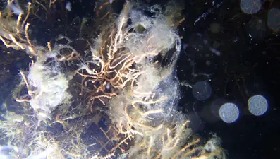 Marmara Denizi'nde müsilaj tehlikesi: "Yüzeye yaklaşıyor"