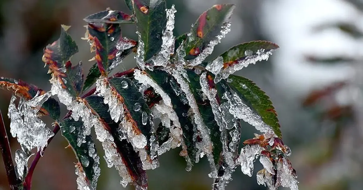 Üreticilere toplam 22 milyar 946 milyon lira zirai don desteği