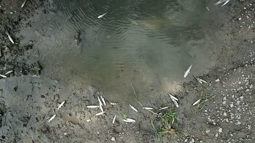 Alibeyköy Deresi'nde balık ölümleri 7