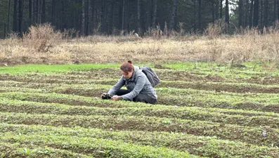 Dünyanın en pahalı baharatı... Karabük'te hasat başladı: Kilosu 600 bin lira