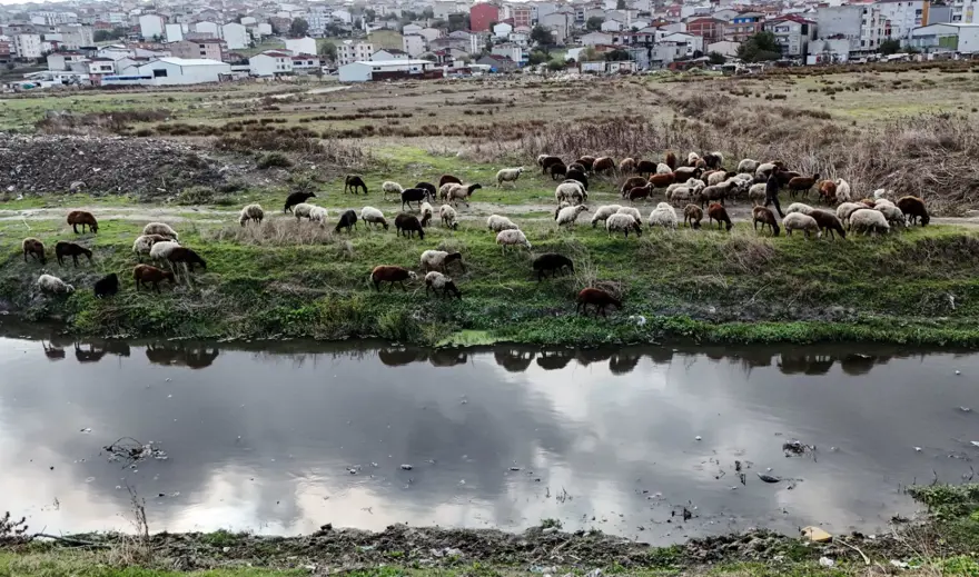 Siyaha büründü, kirlilik saçıyor: Ağır bir koku var 
