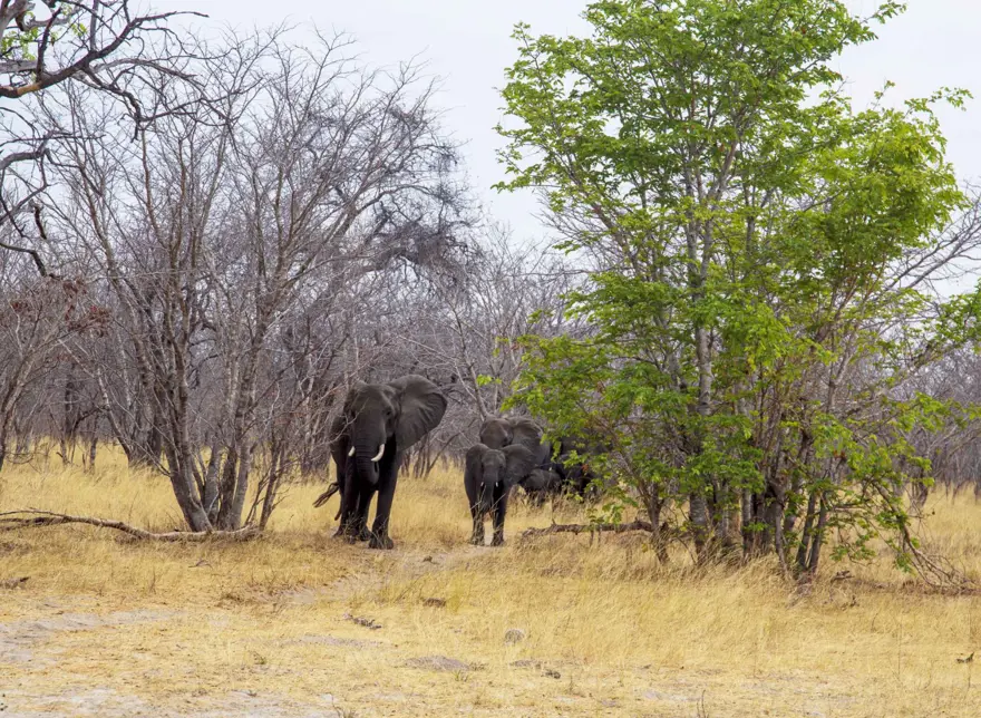 Afrika'nın fil cenneti: Chobe Ulusal Parkı 14
