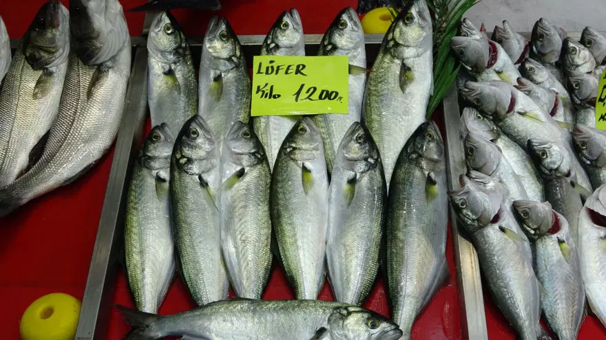 ''Denizlerin prensi'' tezgahta yerini aldı! Kilosu bin 200 TL'den satılıyor 5 ''Denizlerin prensi'' tezgahta yerini aldı! Kilosu bin 200 TL'den satılıyor 5