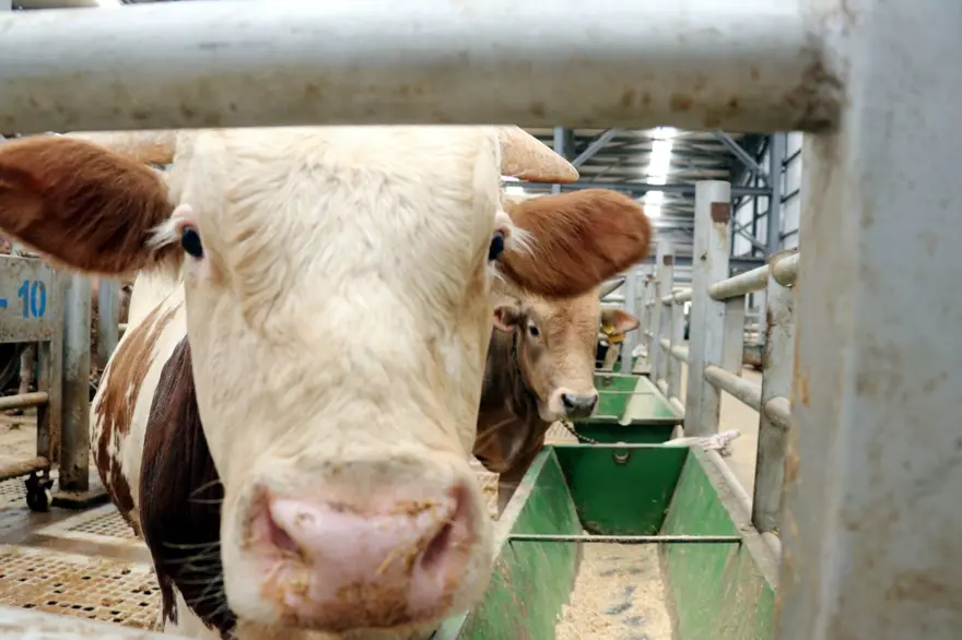 Kurban keserken dikkat! Cezalar el yakıyor 3