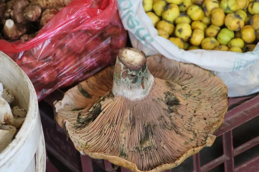 Ormandan kova kova topladı, pazarda satıyor: Talep çok, kilosu 400 lira 5