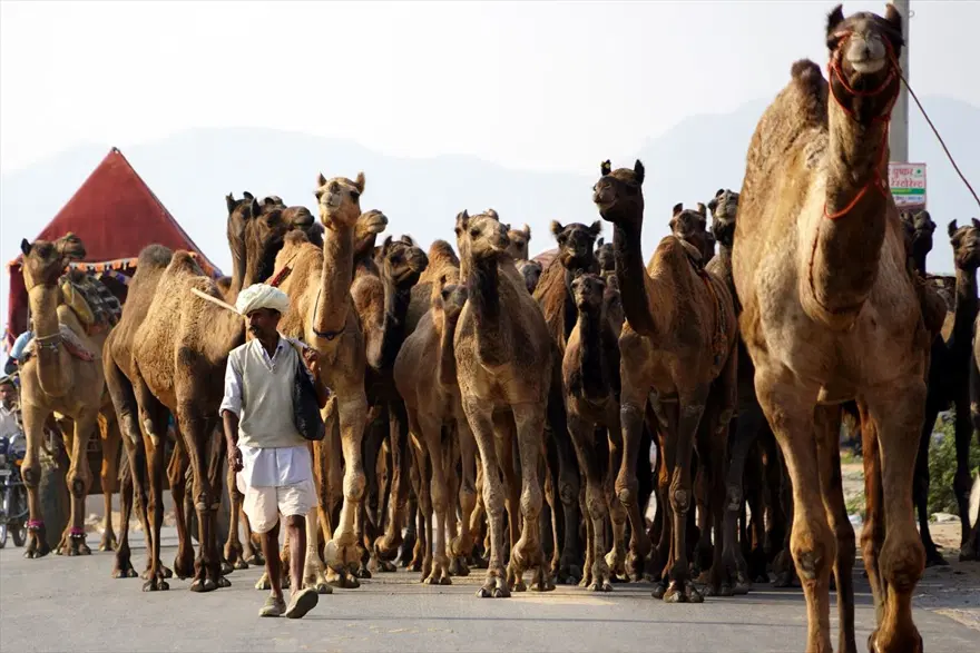 Hindistan'da Pushkar Deve Fuarı 6