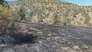 Giresun'da örtü yangını