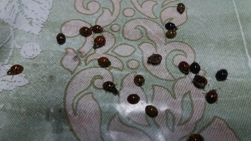 Rize'de 'uğur böceği' istilası 1