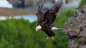 Yırtıcı kuşların soyu tükeniyor: Yüzde 30’u tehdit altında Yırtıcı kuşların soyu tükeniyor: Yüzde 30’u tehdit altında