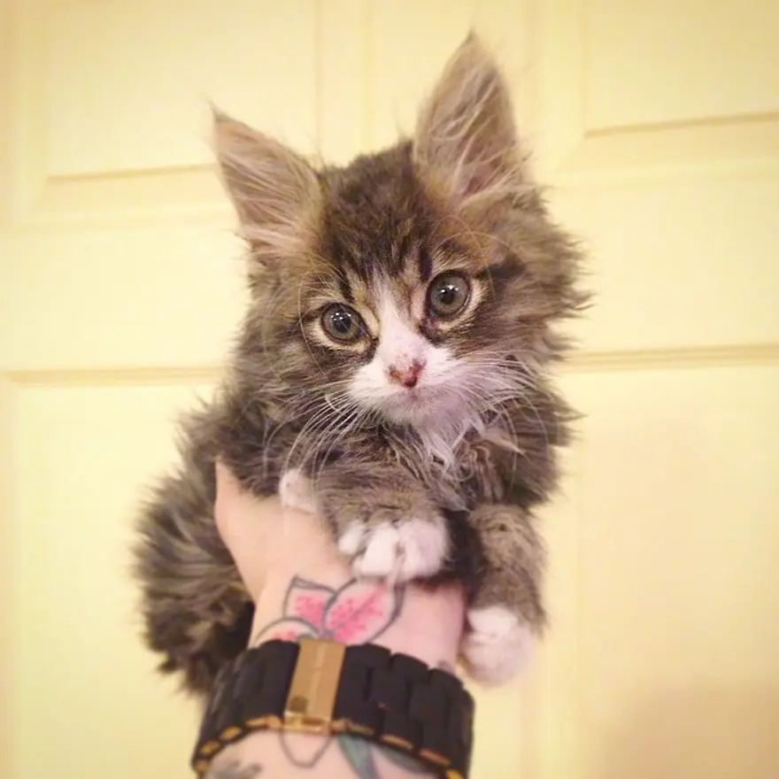 Hayatını kedileri kurtarmaya adadı 142