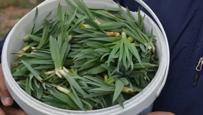 Doğada kendiliğinden yetişen şifa kaynağı: Vitamin, antioksidan, lif ve mineral ne varsa onda