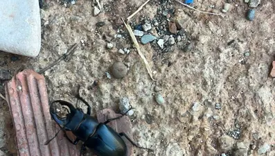 Nadir böcek türü Diyarbakır'da görüldü