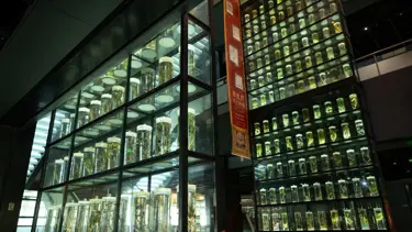Guangdong Çin Tıbbı Müzesi kapılarını açtı