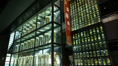 Guangdong Çin Tıbbı Müzesi kapılarını açtı