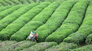 Çay bahçelerine ilişkin yeni karar