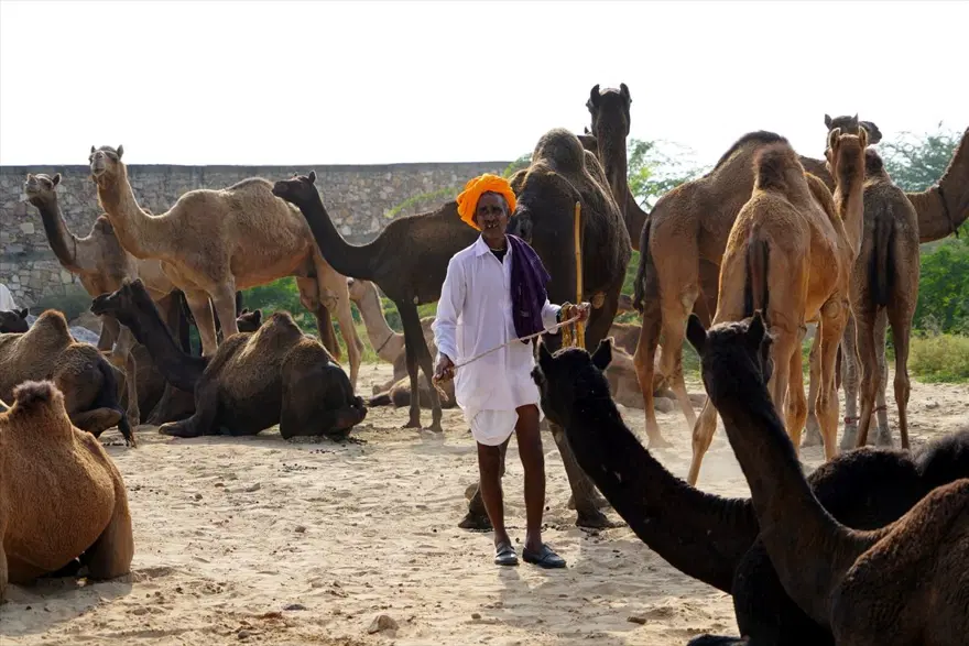 Hindistan'da Pushkar Deve Fuarı 7