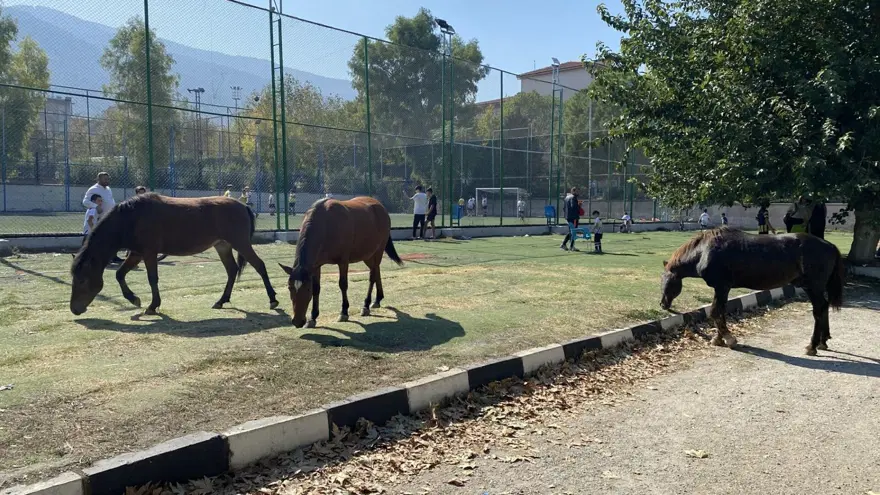 Yılkı atları şehre indi 2